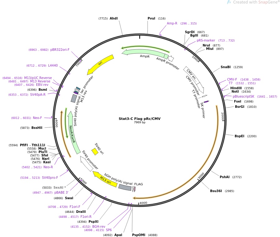 Stat3-C Flag pRcCMV质粒图谱